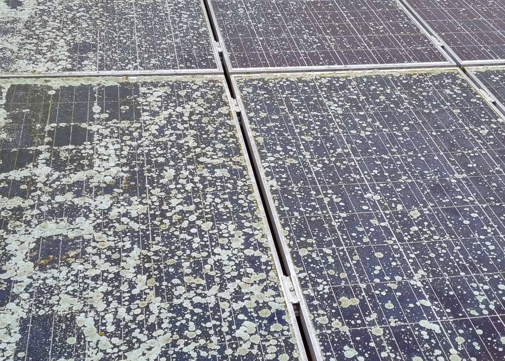 solar panel showing moss growth which reduces the effectiveness of the panel therefore keeping the panel clean is very important 