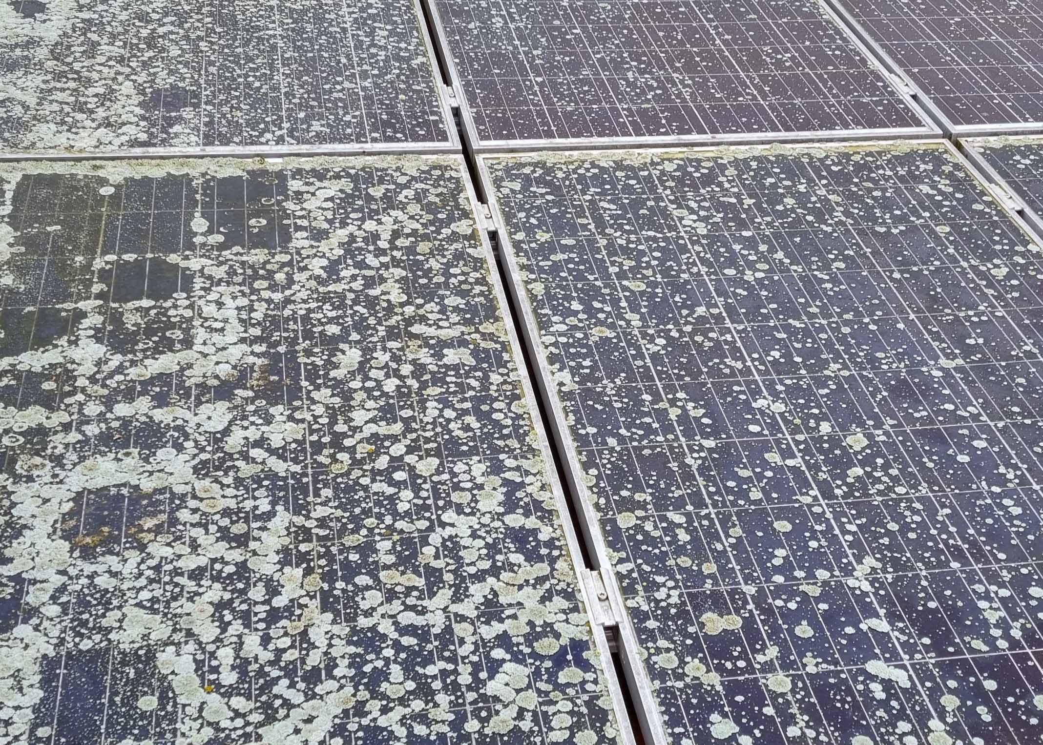 solar panel showing moss growth which reduces the effectiveness of the panel therefore keeping the panel clean is very important 
