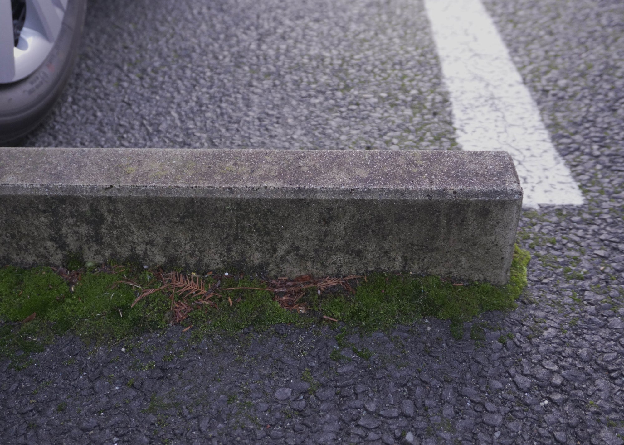 photo showing moss on tarmac that can be removed with our cleaning products