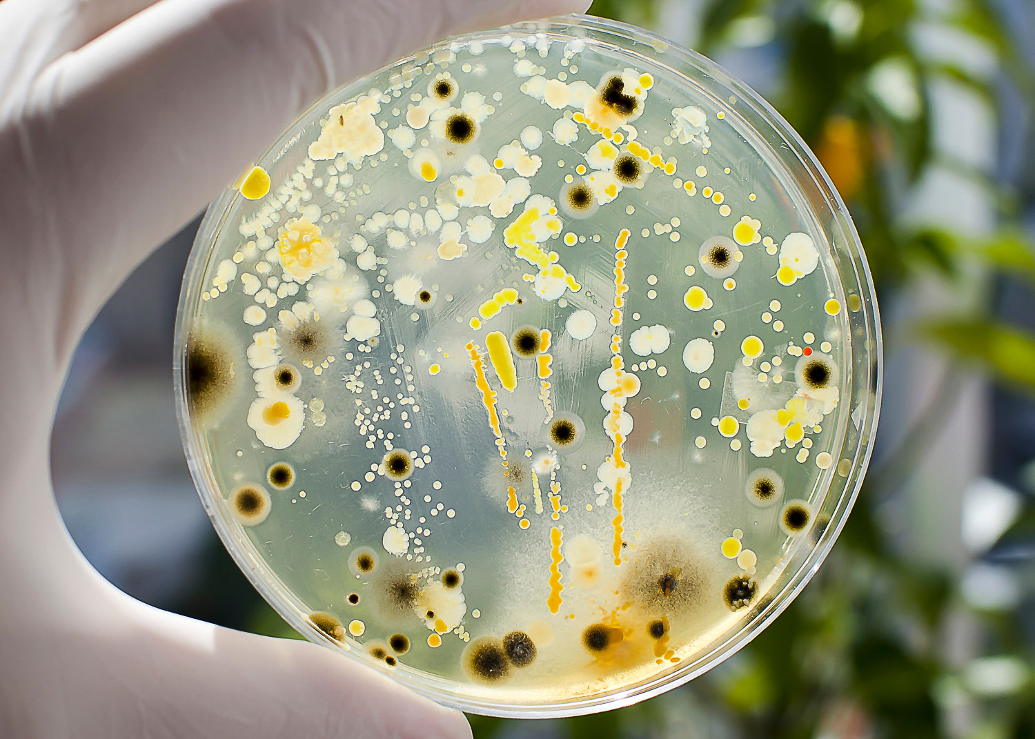 photo showing bacteria growing on a test slide. our biocide will kill unwanted bacteria within industrial water